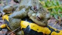 mlok common-toad-102946 1280